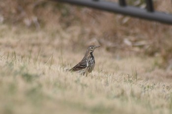 Water Pipit 平磯緑地公園 Sat, 1/25/2020