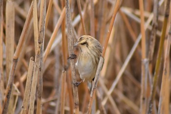 オオジュリン 平磯緑地公園 2020年1月25日(土)