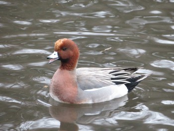 Eurasian Wigeon 泉の森公園 Sun, 1/12/2020