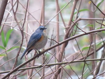Red-flanked Bluetail 泉の森公園 Sun, 1/12/2020
