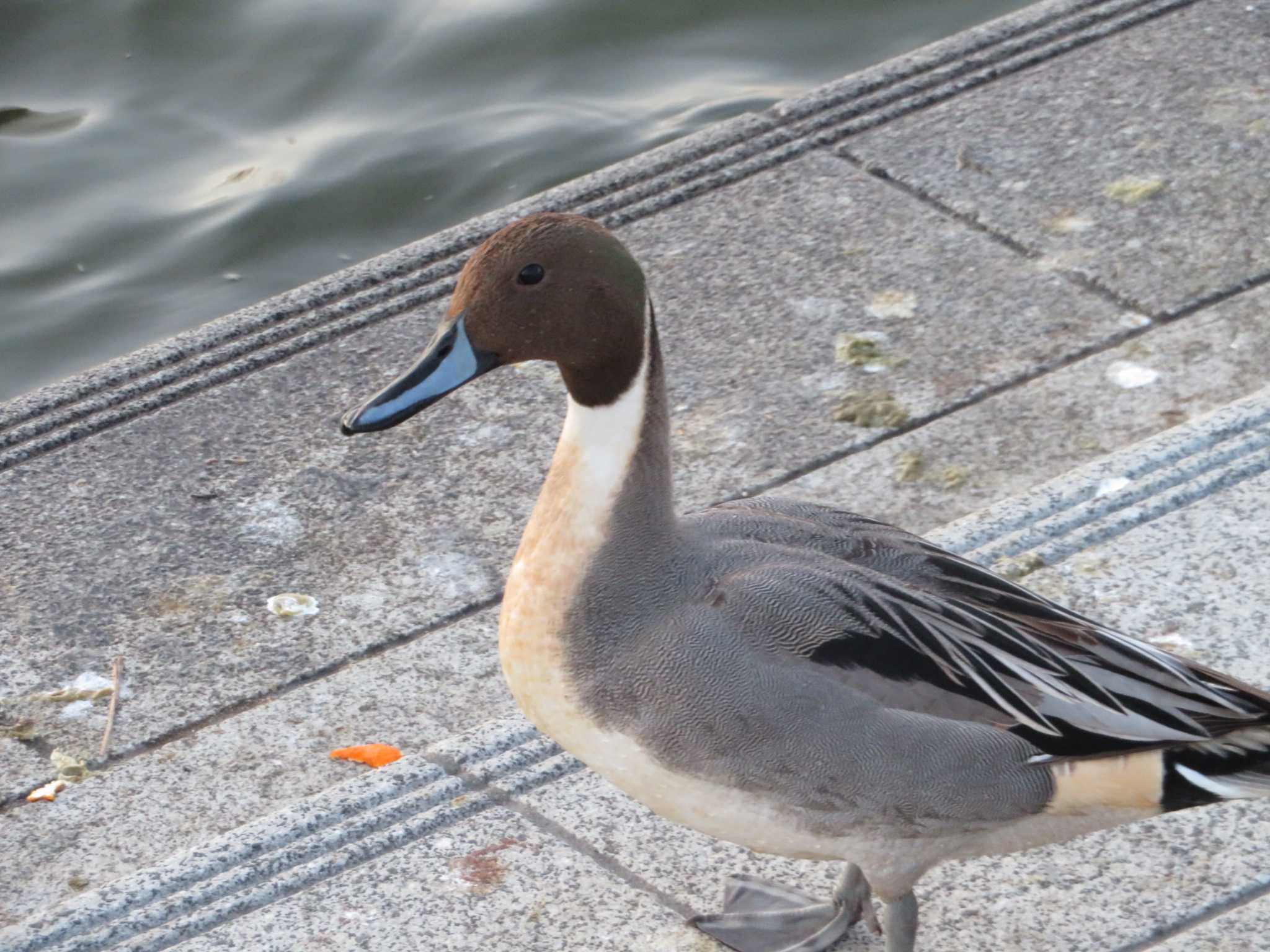 Photo of Northern Pintail at 蓮華寺池公園 by ありがとう赤トンボ