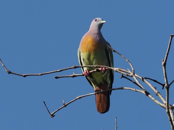 Pink-necked Green Pigeon Sungei Buloh Wetland Reserve Sat, 1/25/2020