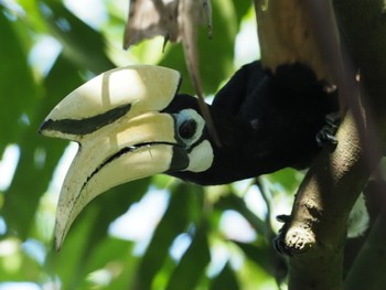 Oriental Pied Hornbill Sungei Buloh Wetland Reserve Sat, 1/25/2020