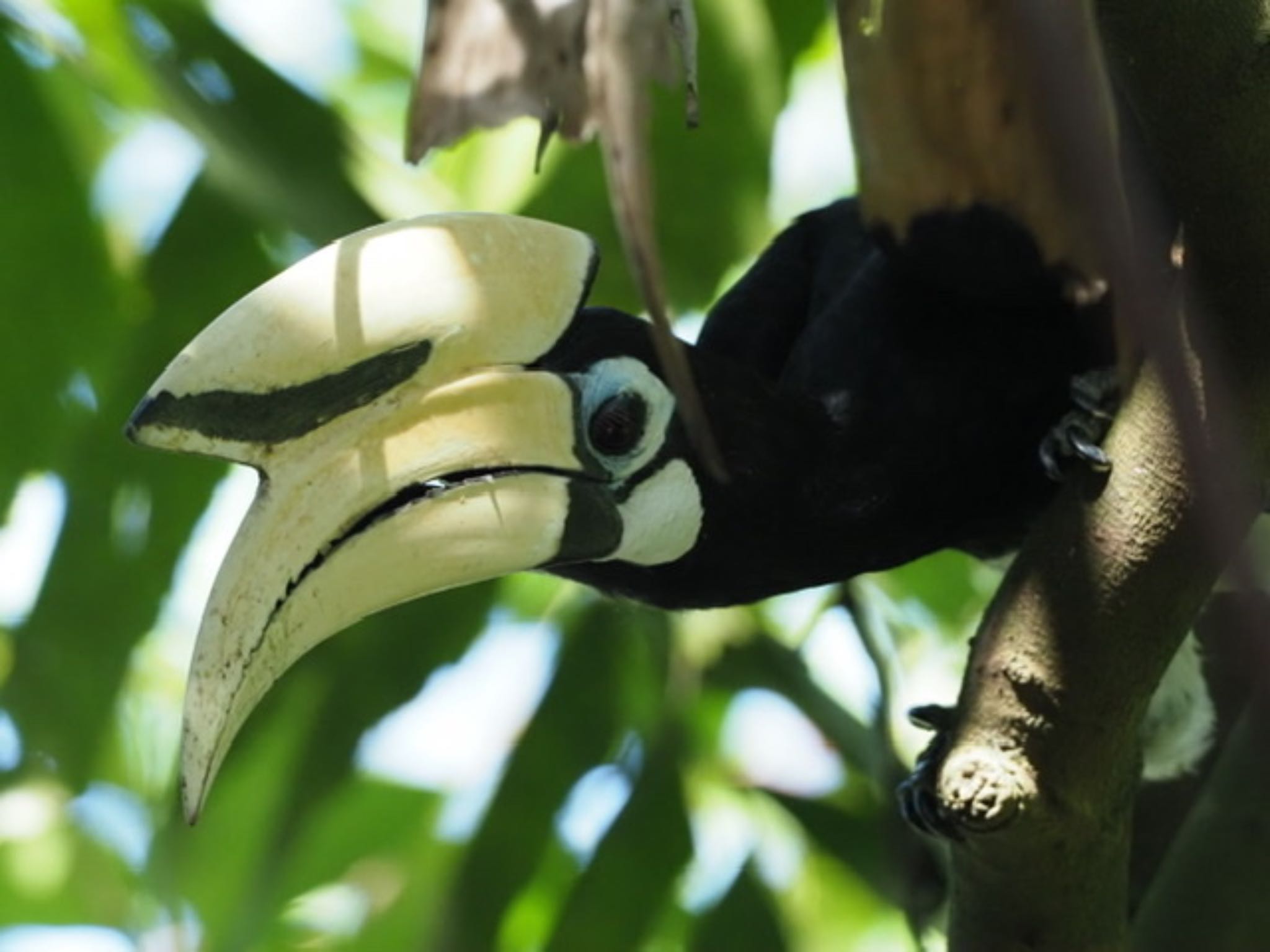 Sungei Buloh Wetland Reserve キタカササギサイチョウの写真 by T K