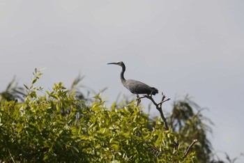 White-faced Heron Lake Field National Park Mon, 10/14/2019