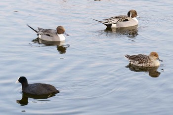 Eurasian Coot なぎさの池 Mon, 1/20/2020