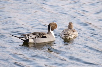 Northern Pintail なぎさの池 Mon, 1/20/2020