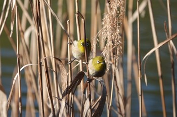 2020年1月19日(日) 東京都大田区の野鳥観察記録