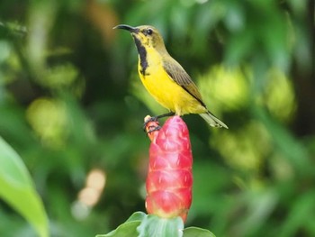 Ornate Sunbird Singapore Botanic Gardens Fri, 1/24/2020