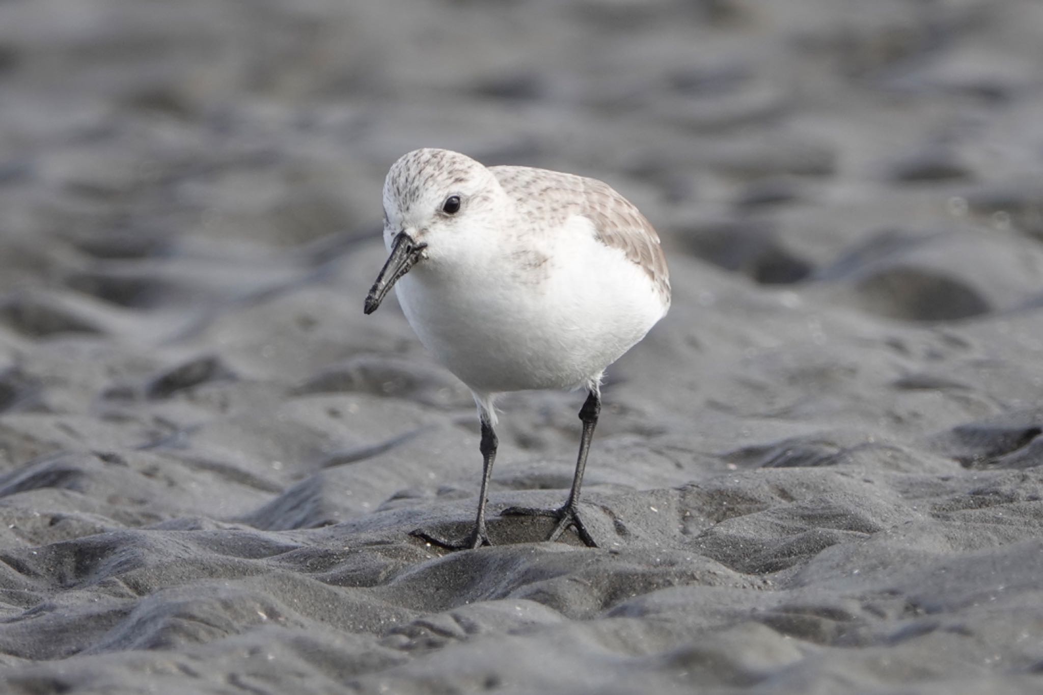 Sanderling