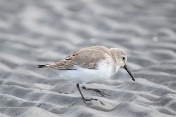 ミユビシギ ふなばし三番瀬海浜公園 2020年1月25日(土)