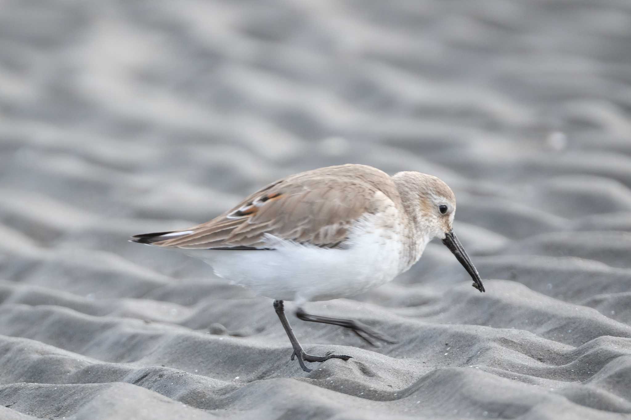 ふなばし三番瀬海浜公園 ミユビシギの写真 by toru