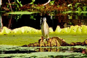 Yellow Bittern Gardens by the Bay (Singapore) Sun, 12/1/2019