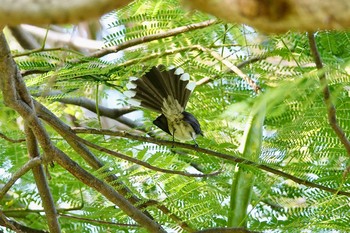 Malaysian Pied Fantail Gardens by the Bay (Singapore) Sun, 12/1/2019