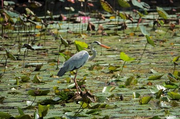 Grey Heron Gardens by the Bay (Singapore) Sun, 12/1/2019