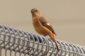 1970年1月1日(木) 近くの公園②の野鳥観察記録