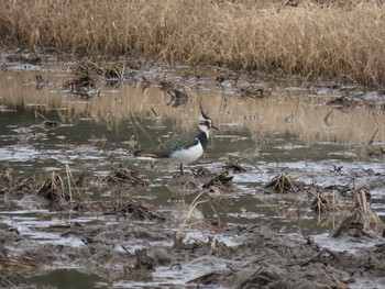 Northern Lapwing 千葉県 Sat, 1/25/2020