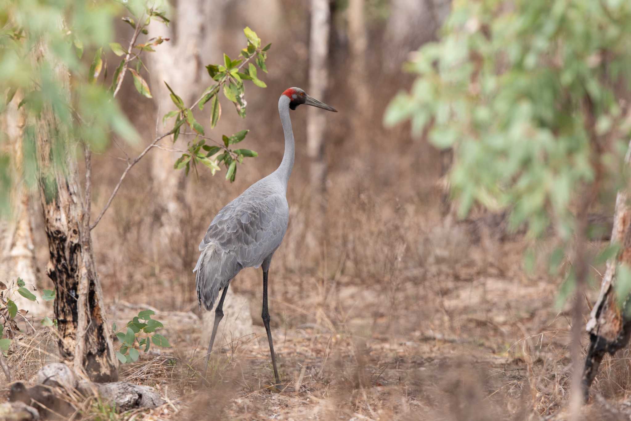 Brolga