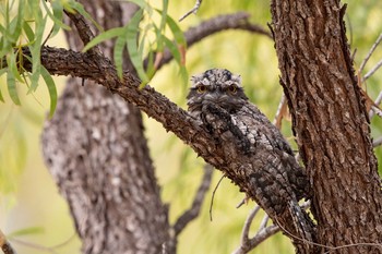 Sat, 1/4/2020 Birding report at Mt. Carbine Caravan Park (restricted)