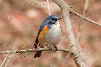 2020年1月25日(土) 薬師池公園の野鳥観察記録