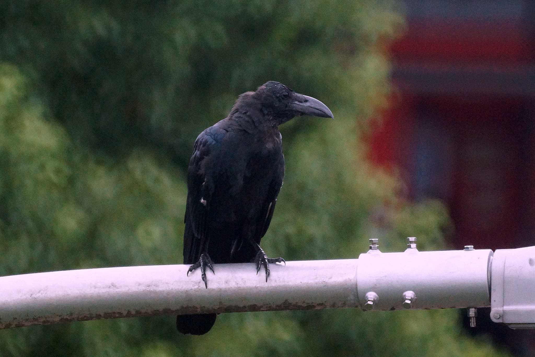 Photo of Large-billed Crow at 東京都 by 旭っ子 Ｍ