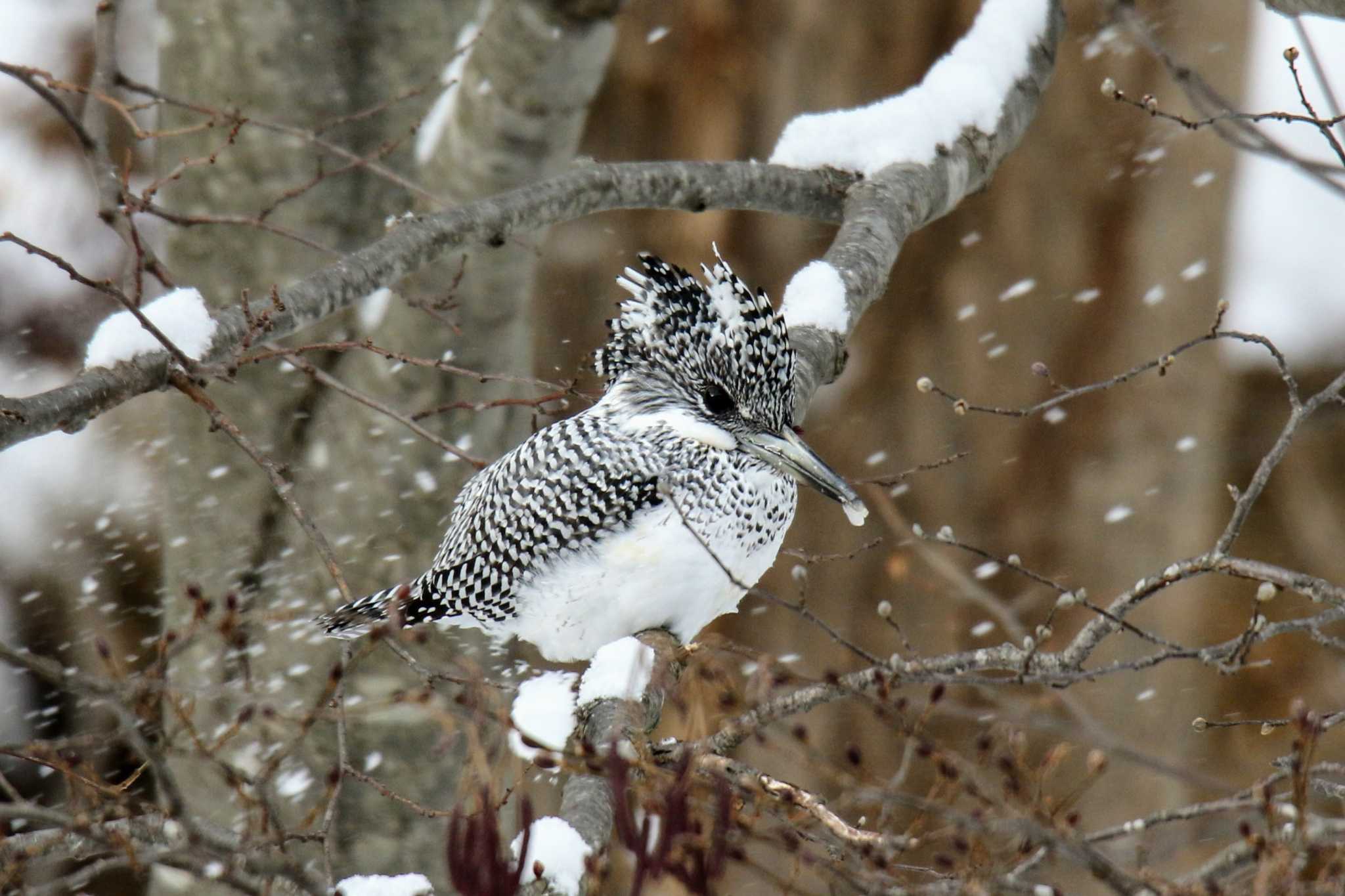 Photo of Crested Kingfisher at  by はやぶさくん