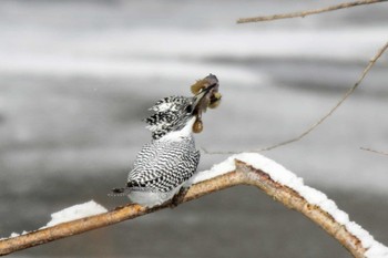 Crested Kingfisher Unknown Spots Sun, 1/26/2020