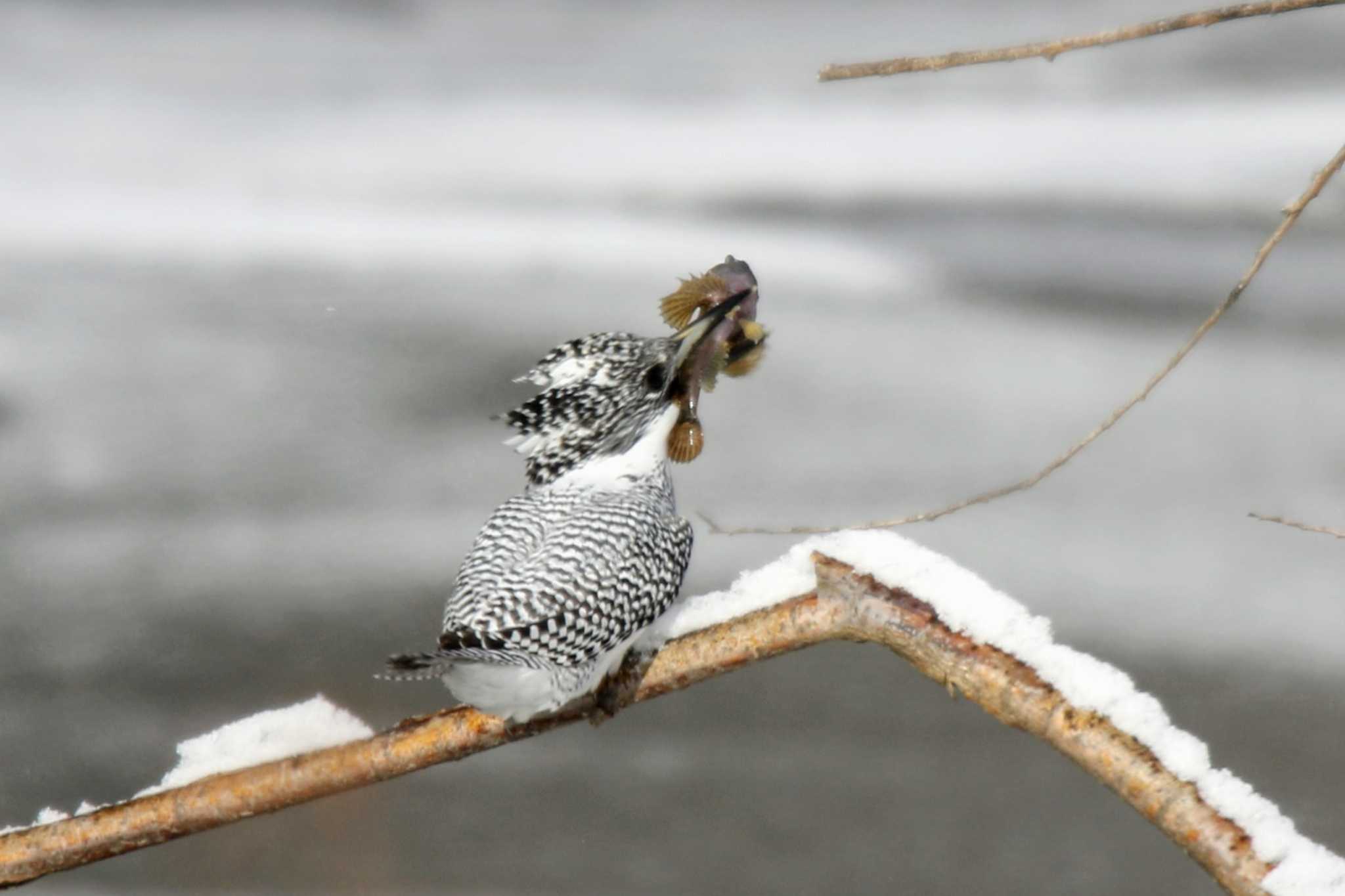 Photo of Crested Kingfisher at  by はやぶさくん