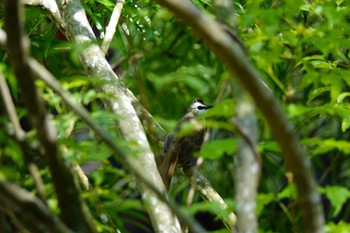 Yellow-vented Bulbul Gardens by the Bay (Singapore) Sun, 12/1/2019