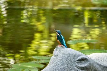 Common Kingfisher Gardens by the Bay (Singapore) Sun, 12/1/2019