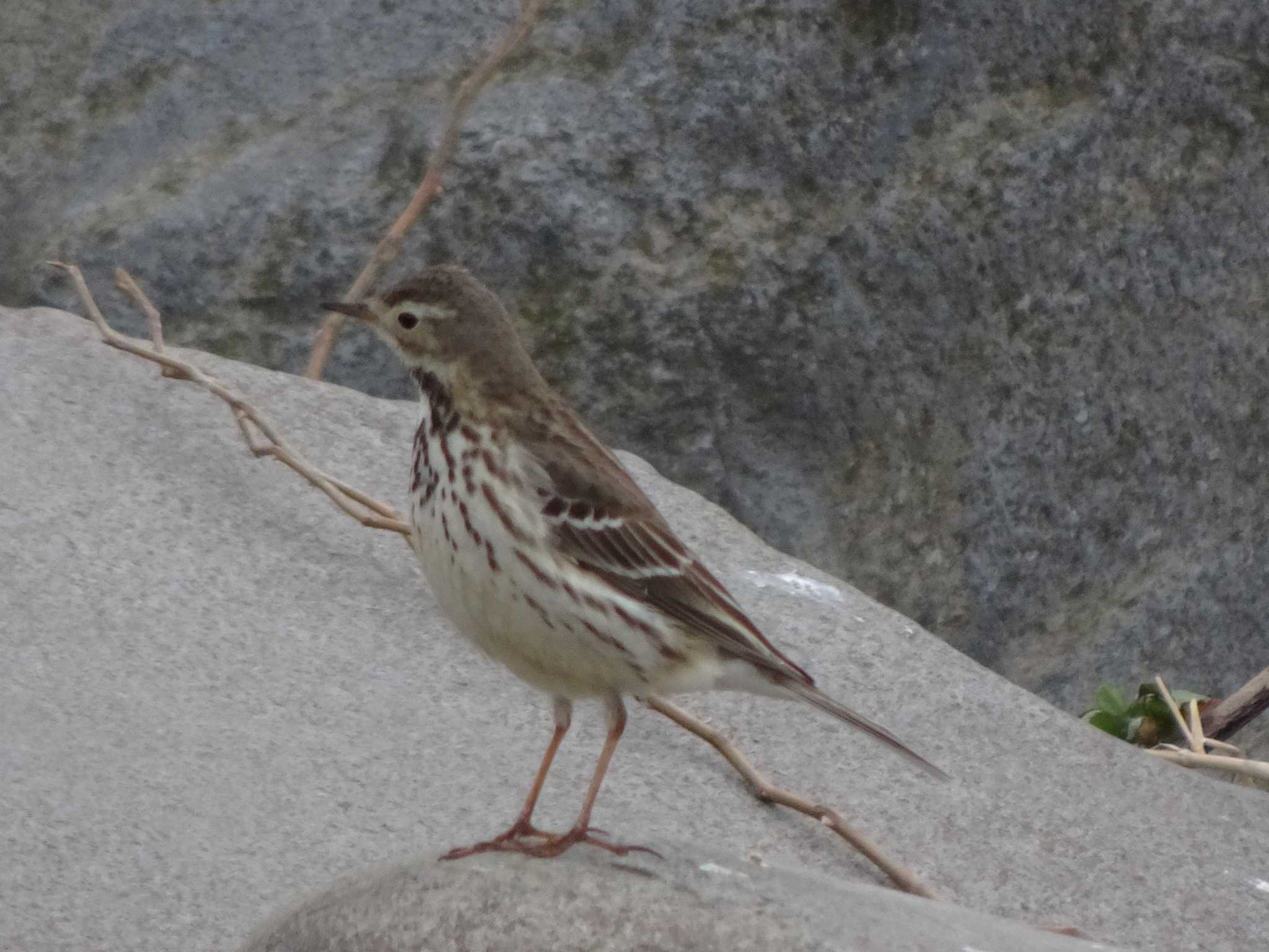 タヒバリ