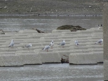 ユリカモメ 多摩川二ヶ領宿河原堰 2020年1月25日(土)