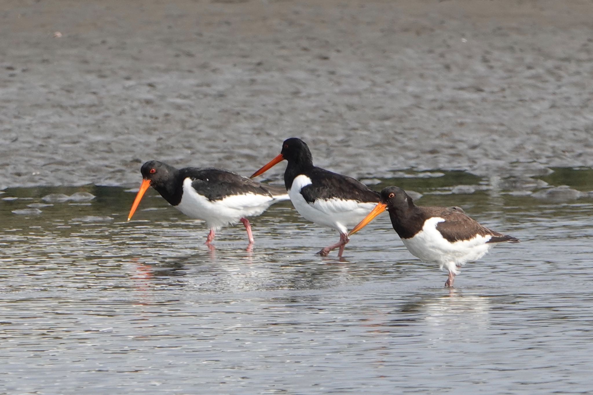 Eurasian Oystercatcher