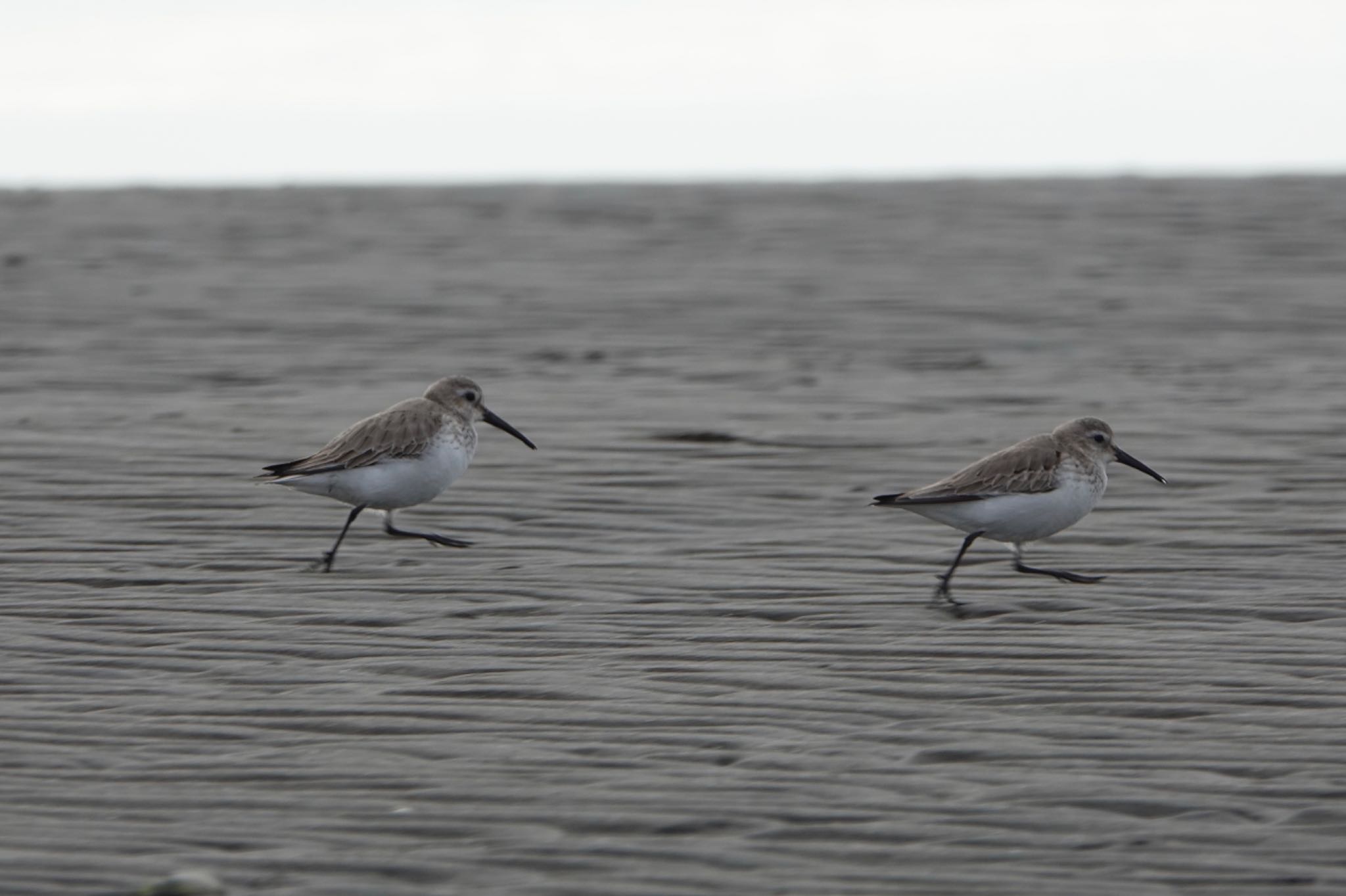 Dunlin