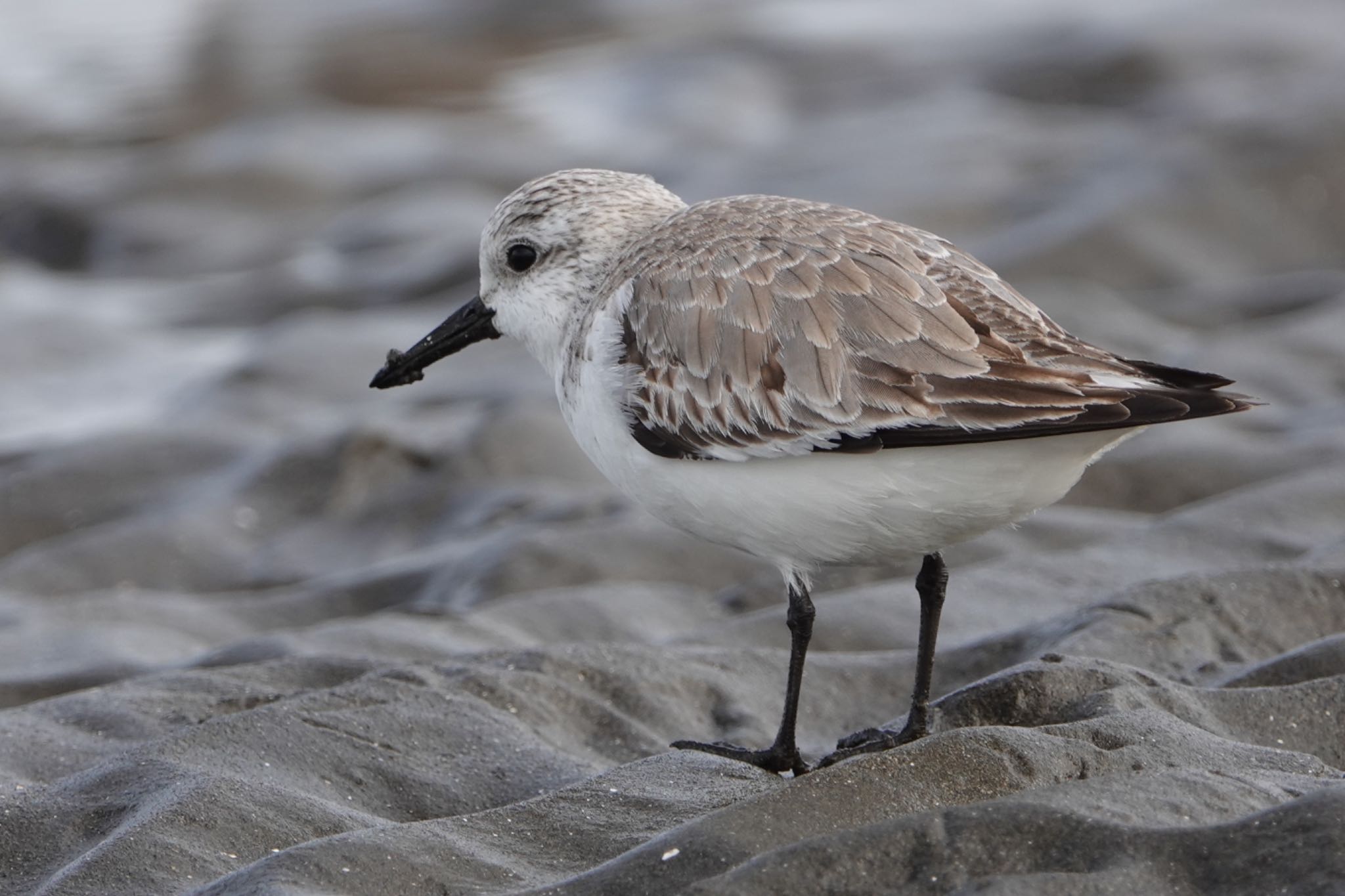 Photo of Sanderling at Sambanze Tideland by ひじり