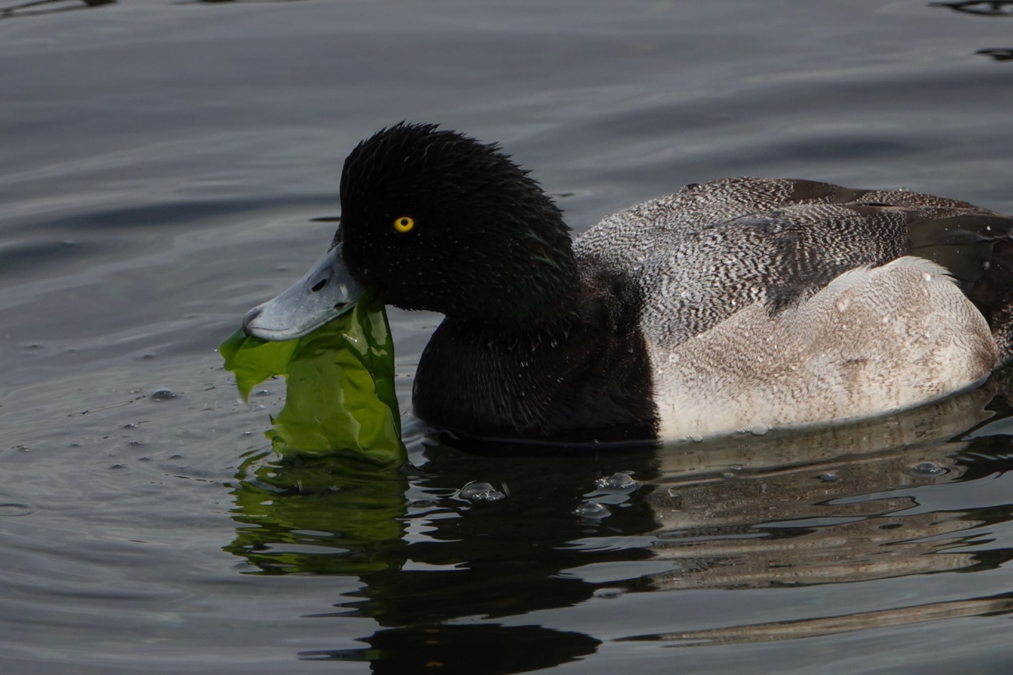 Greater Scaup