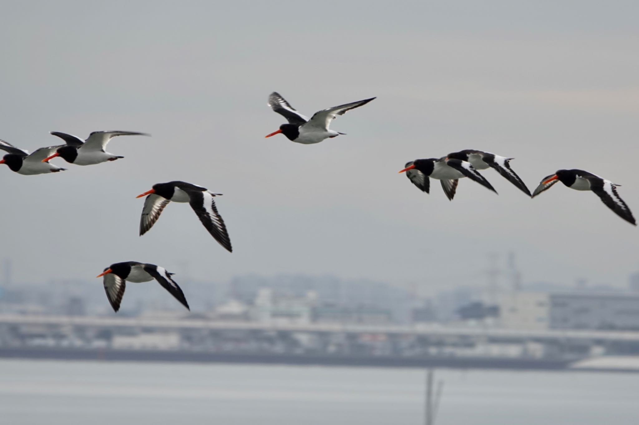 Eurasian Oystercatcher