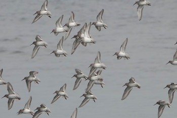 ハマシギ ふなばし三番瀬海浜公園 2020年1月25日(土)