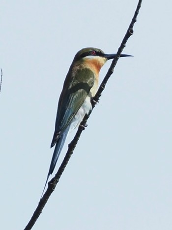 2020年1月26日(日) Central Catchment Nature Reserveの野鳥観察記録