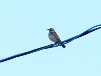 2020年1月26日(日) 勇払原野の野鳥観察記録