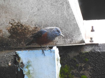 Blue Rock Thrush 安濃ダム Sun, 1/26/2020