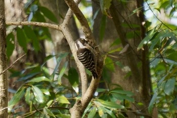 Japanese Pygmy Woodpecker 神戸市北区 Sun, 1/26/2020