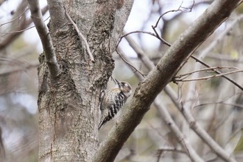 Japanese Pygmy Woodpecker 神戸市北区 Sun, 1/26/2020