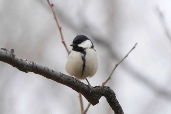 シジュウカラ 羽根木公園 2018年2月21日(水)