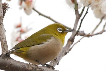 メジロ 羽根木公園 2018年2月21日(水)