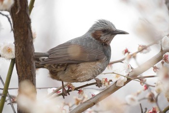 ヒヨドリ 羽根木公園 2018年2月21日(水)