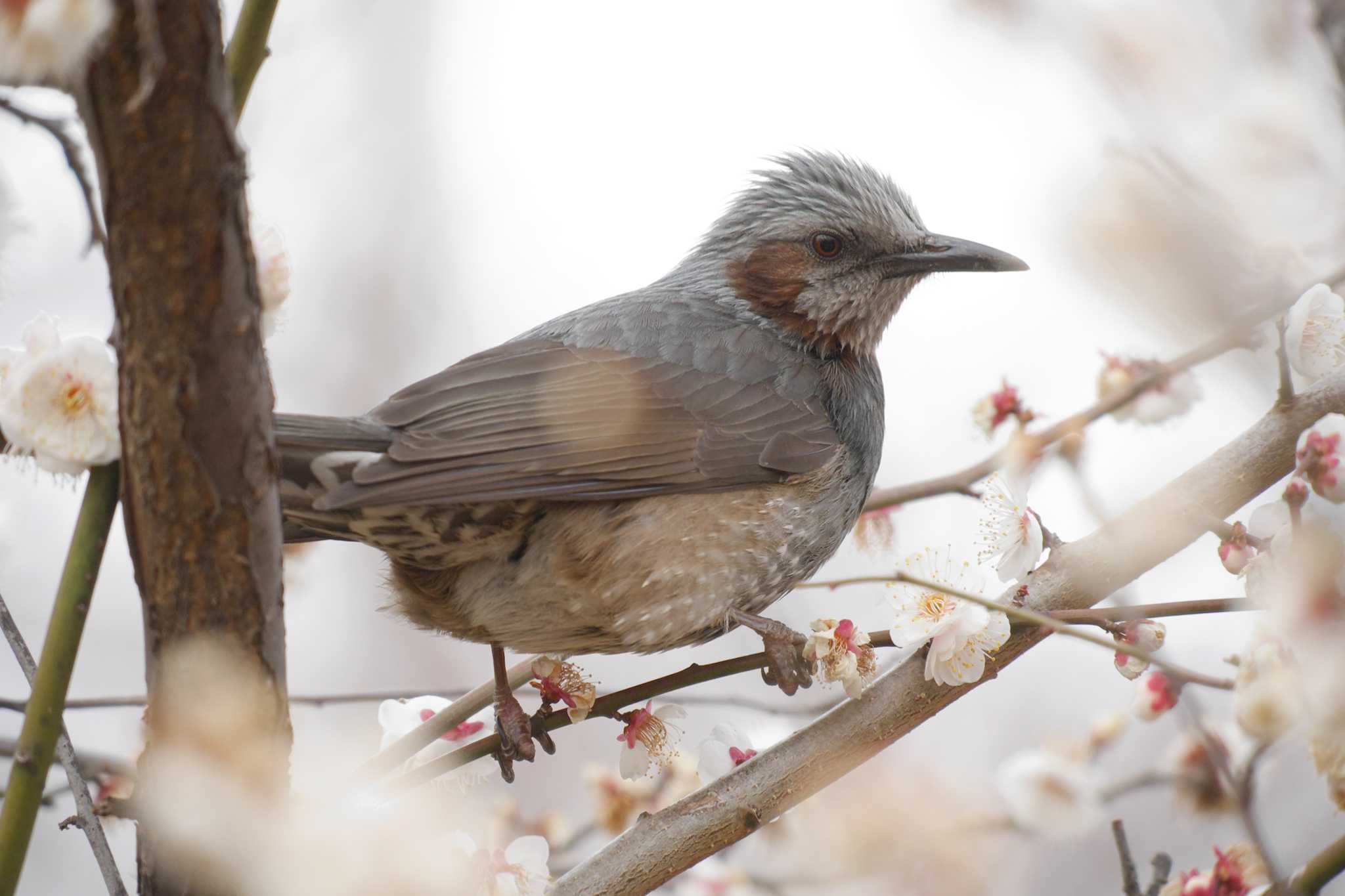 Photo of Brown-eared Bulbul at 羽根木公園 by Shinichi.JPN