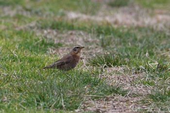 2020年1月26日(日) 水元公園の野鳥観察記録