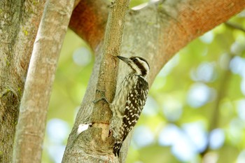 Sunda Pygmy Woodpecker Gardens by the Bay (Singapore) Sun, 12/1/2019