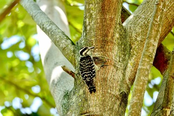 Sunda Pygmy Woodpecker Gardens by the Bay (Singapore) Sun, 12/1/2019